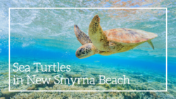 About the Sea Turtles in New Smyrna Beach