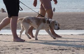 Dog Friendly Beach in New Smyrna Beach