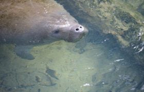 Where and When to Find Manatees On Your New Smyrna Beach Vacation
